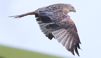 Protected Red Kite dies after being shot