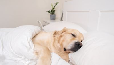 Dog Trainer Shares How Much Sleep Pups Really Need and It’s Eye-Opening