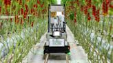 Robot harvests tomatoes autonomously