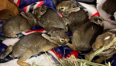 Suspect sought after throwing sealed bag of baby bunnies in Macomb Township