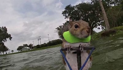 That squirrel can waterski: Twiggy back to work after retirement