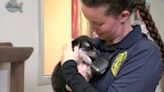 Jacksonville Animal Shelter saves two puppies stuck in drainage pipe