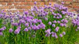 How to grow chives – enjoy success with these multipurpose herbs both outdoors and indoors