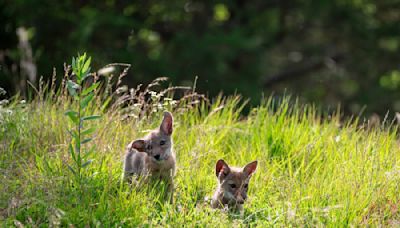 San Diego Humane Society Releases Nine Coyote Pups Back Into the Wild After Half a Year of Care