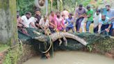 Crocodile found in open well in Nagoor village rescued