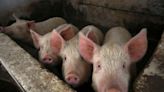 A base de una supersangre logran “resucitar” órganos de cerdos que llevaban una hora muertos
