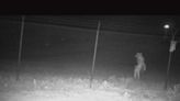 A chupacabra?: Texas zoo seeks help identifying 'strange' creature captured on camera