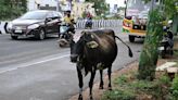 Stray cattle roaming the roads continues to pose a challenge to Tiruchi Corporation