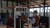 The next leaders in agriculture: Augusta County animal show highlights future of local farming