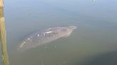 North Carolina Wildlife Experts Ask For Help Spotting Injured Manatee En Route To Florida