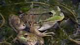 Woman Transforms Part of Her Garden Into a Frog Oasis In Viral Clip