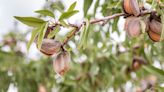 Nace la Asociación Nacional de Productores de Almendra Ecológica para “devolver a los agricultores la soberanía sobre sus productos”