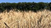 Weather hampers Texas wheat yields