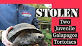 Tortoises stolen from the St. Augustine Alligator Farm