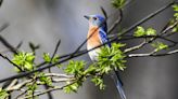 As North American bird counts decline, can we turn this around? A new book offers hope.