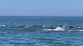 Dozens of dolphins filmed off Yorkshire coast | ITV News