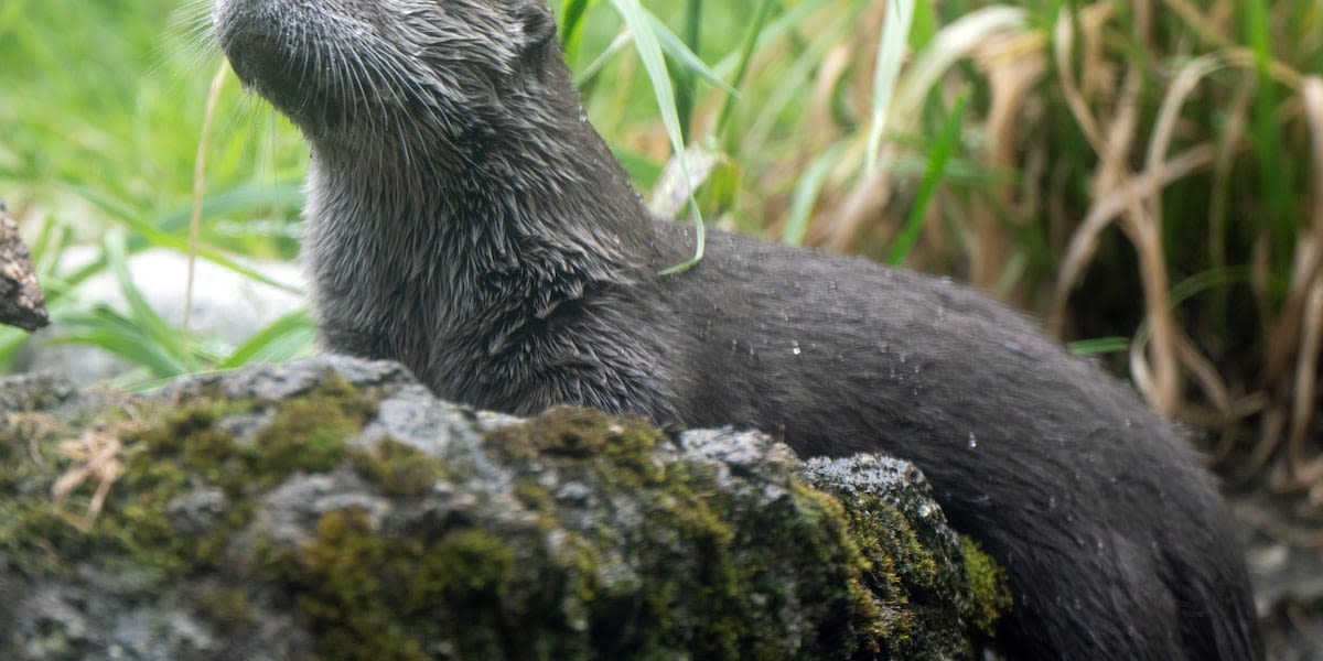 Otter pup dies after being pinned between a ramp and platform at zoo