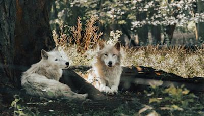 Impensable ! Une visiteuse du zoo de Thoiry attaquée par des loups, sa vie ne tient plus qu’à un fil