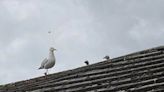 Dive-bombing seagulls are attacking posties in Liskeard