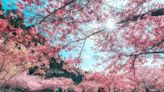 6000株粉色櫻花海爆炸盛開！最美高山粉櫻季開跑日期活動一次看