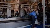 How Poor Tracking of Bird Flu Leaves Dairy Workers at Risk