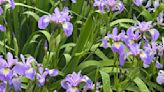 Don’t forget to plant late-spring bloomers