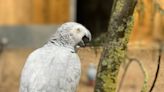 Foul-mouthed parrots moved with other birds to curb swearing habit