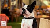 Día del Perro: 18 lugares a los que puedes ir con tu mascota
