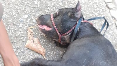 Cachorro da raça pitbull é arremessado dentro de valão em Bangu | Rio de Janeiro | O Dia