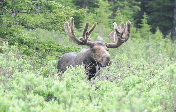 Would-be moose photographer kicked to death by mother protecting her newborn calves