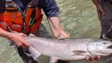 New study proposes to uncover where Chinook salmon could be dying en route to Yukon
