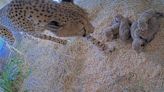 Smithsonian National Zoo Welcomes 5 Cheetah Cubs in 'Significant Addition' to Breeding Program