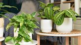 Experts say This Hack for Watering Houseplants Could be the Answer to Flourishing Foliage