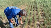 U.S. winter wheat farmers plant into dust as Plains drought persists