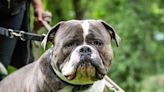 Dog Mom Shares All of the ‘Crimes’ Her Funny English Bulldog Has Committed