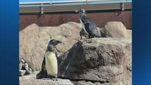 Youngest African penguins at National Aviary receive new names, join penguin colony