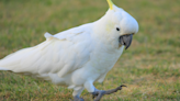 Precious Cockatoo Who 'Misses Daddy' Has Everyone in Their Feelings