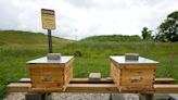 Franklin County Landfill adds 12,000 bees to increase biodiversity
