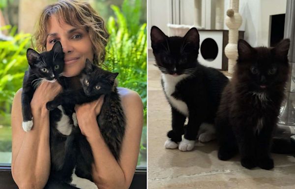 Halle Berry Is a Catwoman Again! Meet the Oscar Winner's Two New Rescue Kittens