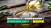 【錯誤】網傳影片：膽結石是因為油吃太少？動物脂肪是優質脂肪？誤導說法！醫師詳解