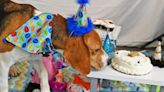 Beagles Rescued From Breeding Center Become Guests Of Honor At Joyful Party