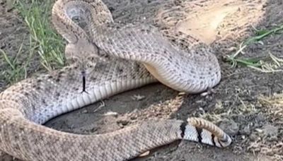 Arizona family trapped after being confronted by giant rattlesnake