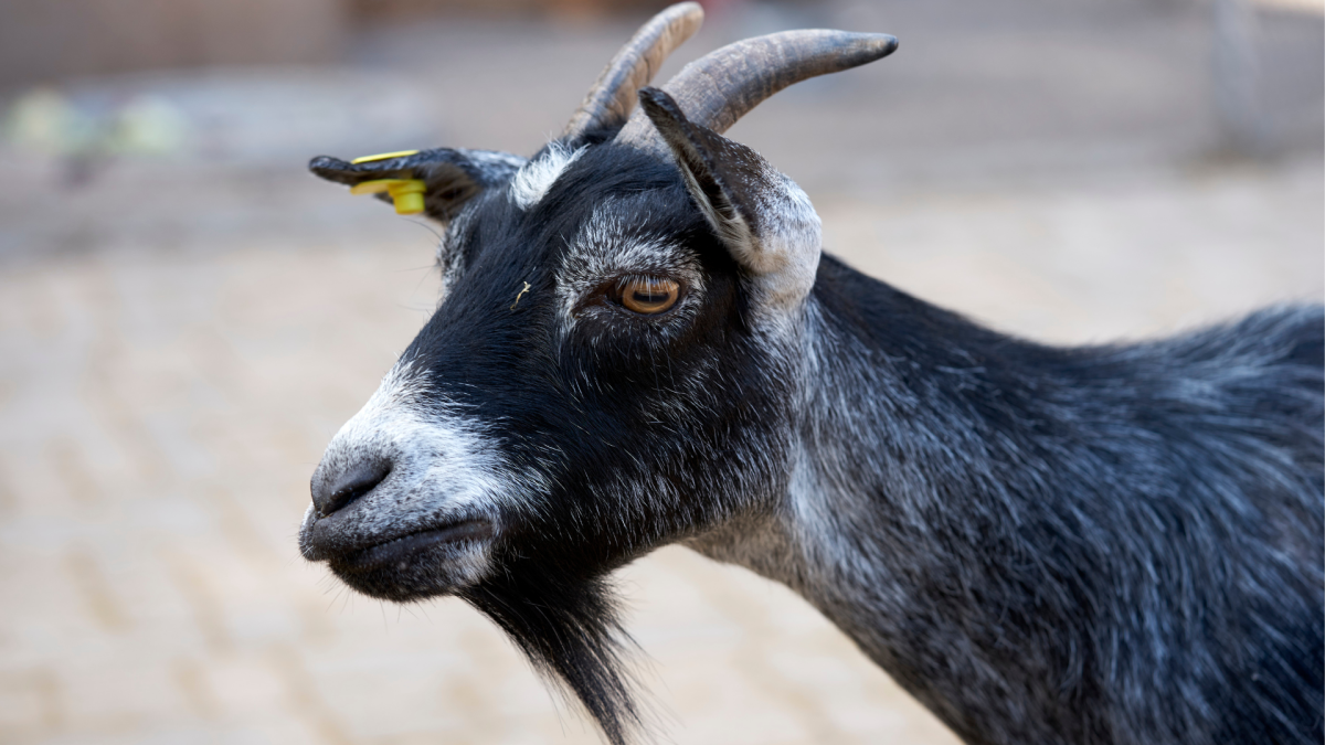 Pregnant Goat’s Huge Extended Belly Has People Online Shook