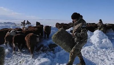 Un millón de animales en riesgo por las fuertes tormentas de nieve en la Patagonia argentina