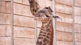 MEET TINO! Adorable baby giraffe born at Houston Zoo - see cute photos!