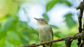 The songbirds that 'preach' from the treetops: Nature News