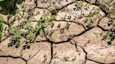 Agricultura destina más de cuatro millones de euros a la segunda fase de ayudas contra la sequía