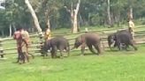 Heartwarming video of orphaned elephant calves in Tamil Nadu shared by IAS officer