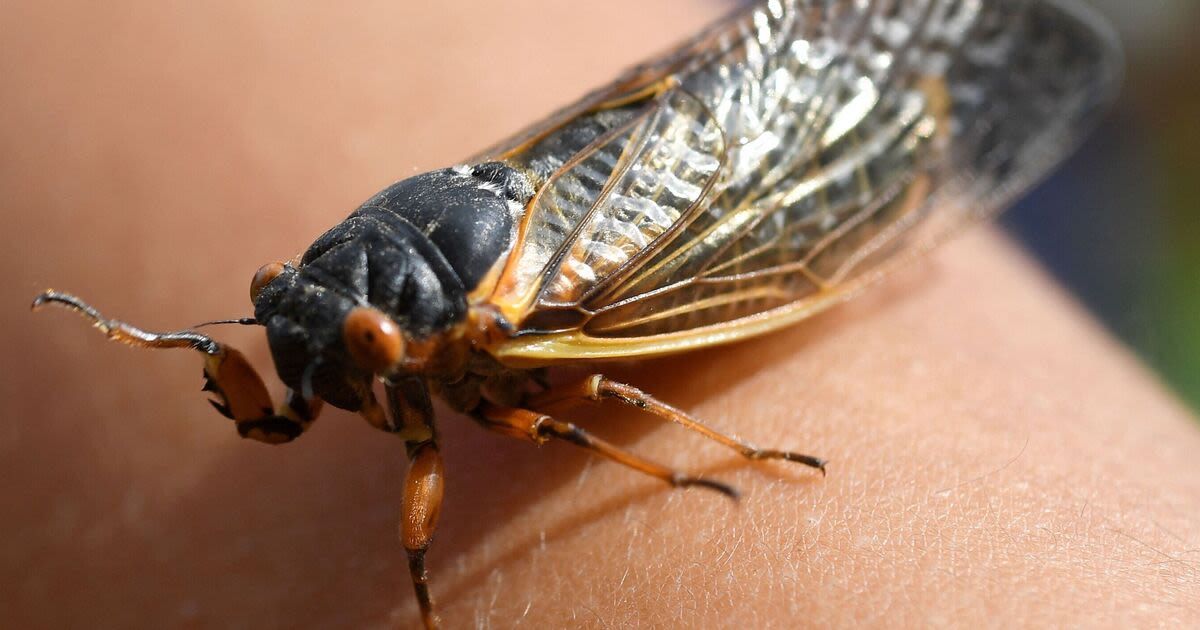 Swarms of sex-mad bugs infected with 'zombie' STD to invade homes this month