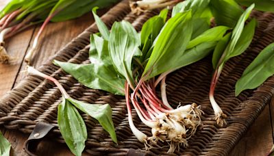 The Best Way To Store Ramps For Maximum Freshness